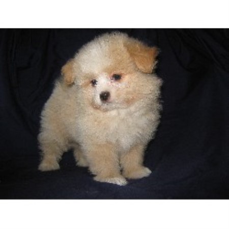 Dog Boarding Facilities n Georgetown, Minnesota