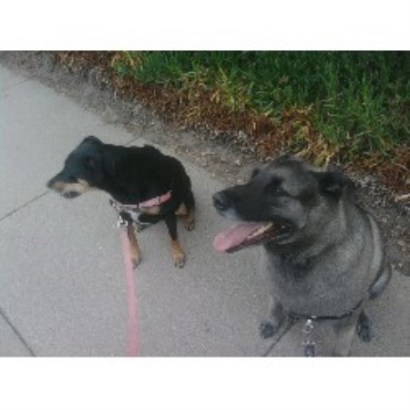 Pet sitter for dogs in Pacific Grove,ca, California