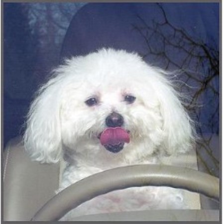 Canine Car Pet Transportation New York