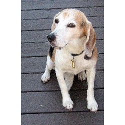 Experienced pet sitter and dog walker in Harrisburg, Pennsylvania