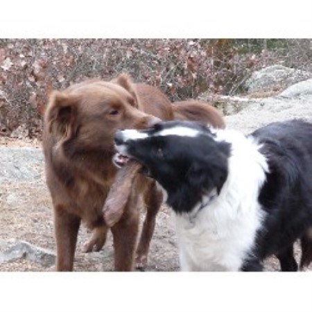 Reliable dog walking and pet sitting in Natick, Massachusetts