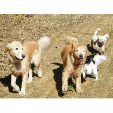 Dog Boarding in Hollis, New Hampshire