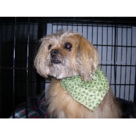 Dog Groomer in Travelers Rest, South Carolina