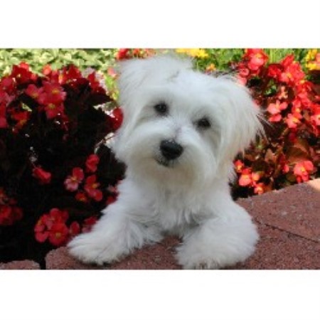 Puppy/Dog obedience training in Winston, Georgia