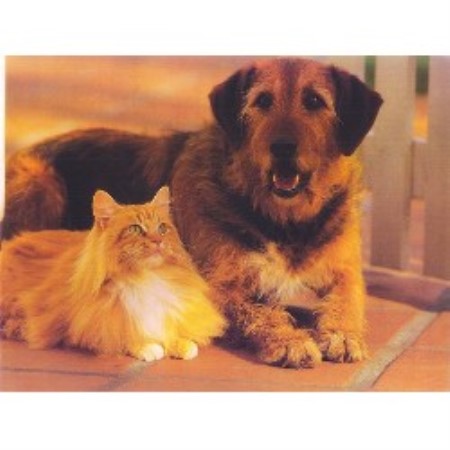 House sitting and walking for puppies and dogs in Spring City, Pennsylvania