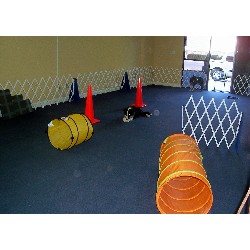 Canine Agility trainer in Surfside Beach, South Carolina