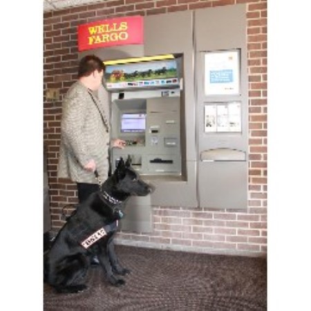 Canine Agility trainer in Minneapolis, Minnesota