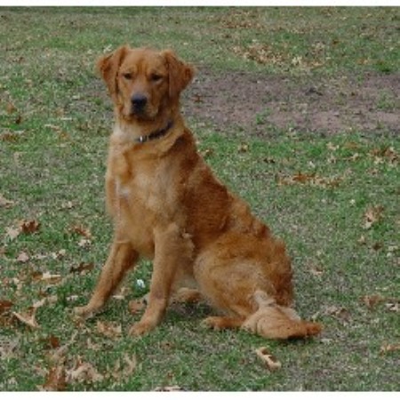 puppy classes mn kennel byonics minnesota wisconsin grantsburg wisconsin 54840 puppy classes mn kennel byonics minnesota wisconsin grantsburg wisconsin 54840