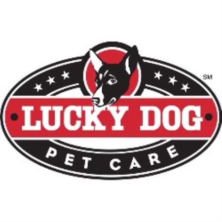 Experienced pet sitter and dog walker in Minneapolis, Minnesota