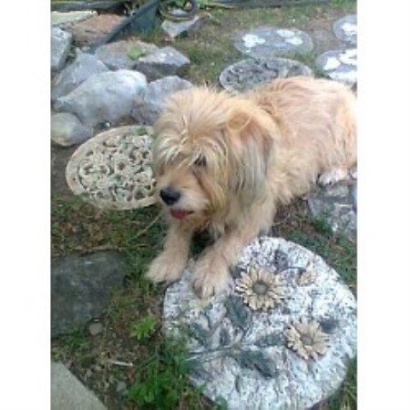 Dog sitter in Nashville, Tennessee