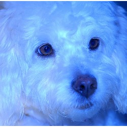 Speciality Dog Shop in Plantation, FL