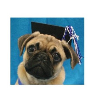 Obedience Dog Trainer in Erie,, Pennsylvania