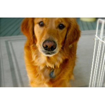 Dog walking in Bridgewater, New Jersey