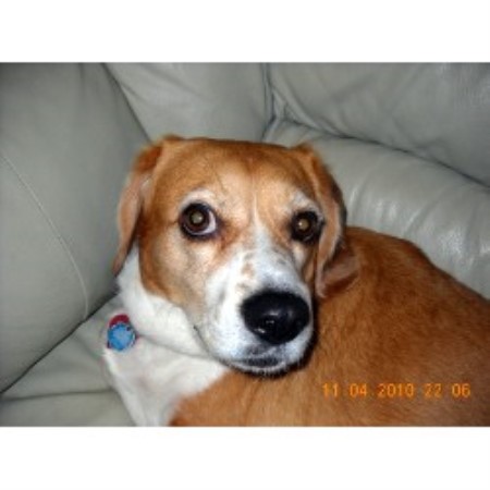 Dog Groomer in Carmel, Indiana