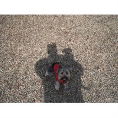 Dog sitter in Gulf Shores, Alabama