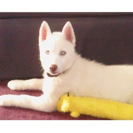 Puppy Trainer in Hagaman, New York