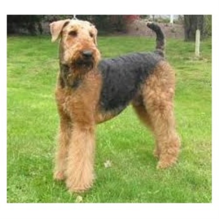 Dog Waste Removal in Fair Lawn, NJ