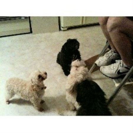 Pet sitter for dogs in Justice, Illinois
