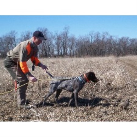 Dog Trainer in Cornell, Illinois