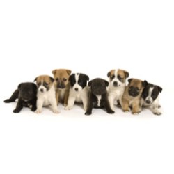 Positive training and pet care services in Melbourne, Florida