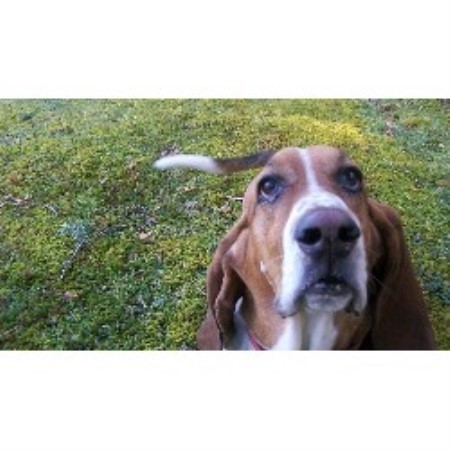 Dog sitter in Echo Park, California