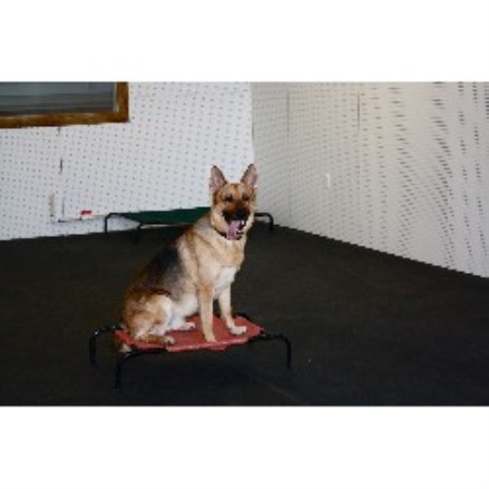 Canine Agility trainer in Woodbridge, Virginia