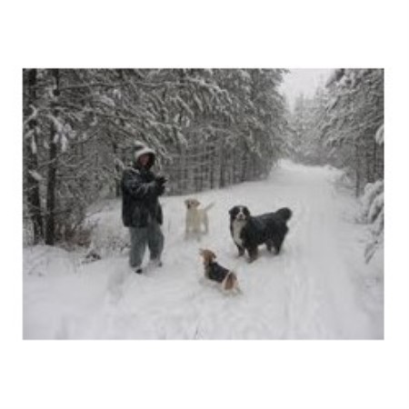 House sitting and walking for puppies and dogs in Salmon Arm, British Columbia