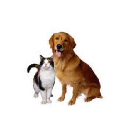 Dog walker in Bethel Park, Pennsylvania