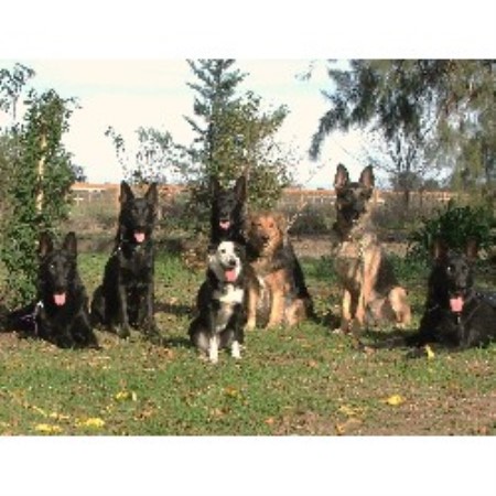 Puppy Trainer in Orland, California