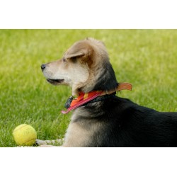 Obedient Dog Training in Los Angeles, California