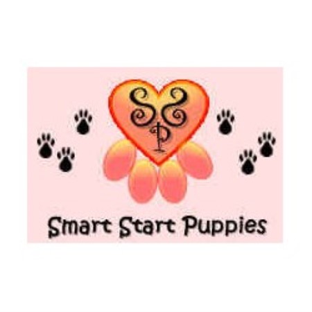 Canine Agility trainer in Miami, Florida