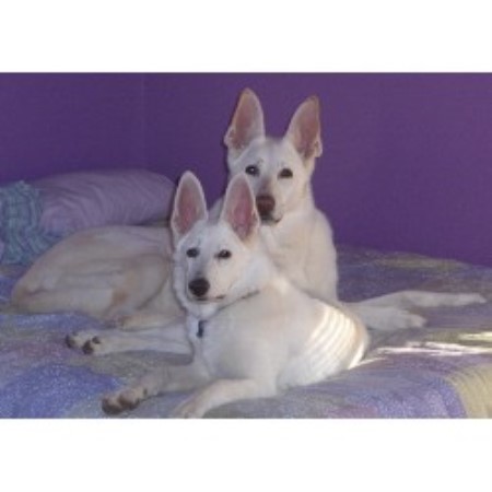 Obedient Dog Training in Kokomo, Indiana