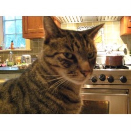 Reliable dog walking and pet sitting in Chatham, New Jersey