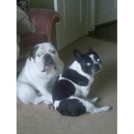 Reliable dog walking and pet sitting in Fort Worth, Texas