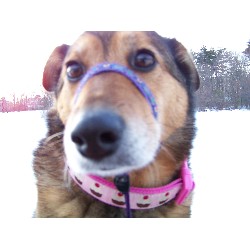 Pet sitter for dogs in North Billerica, Massachusetts