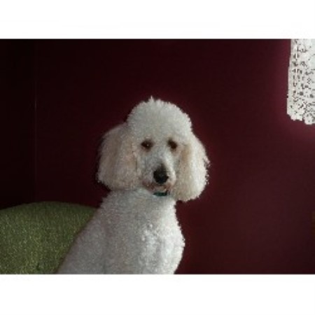 Puppy Trainer in Palms, Michigan