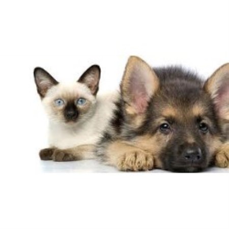 Dog walker in Adrian, Michigan