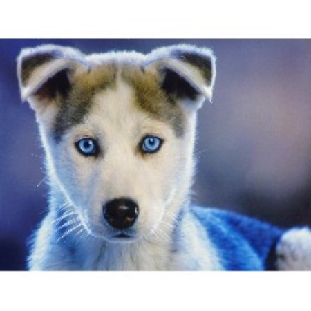 House sitting and walking for puppies and dogs in Seattle, Washington