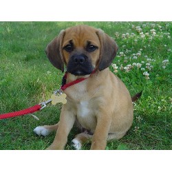 Experienced pet sitter and dog walker in Lyons, Illinois