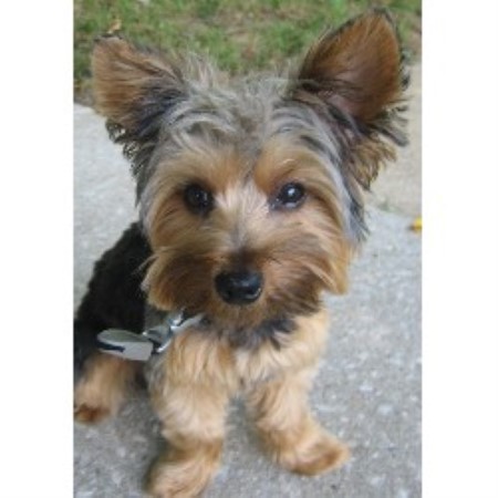 Puppy/Dog obedience training in Columbia, Maryland
