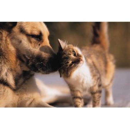 Experienced pet sitter and dog walker in Fort Worth, Texas