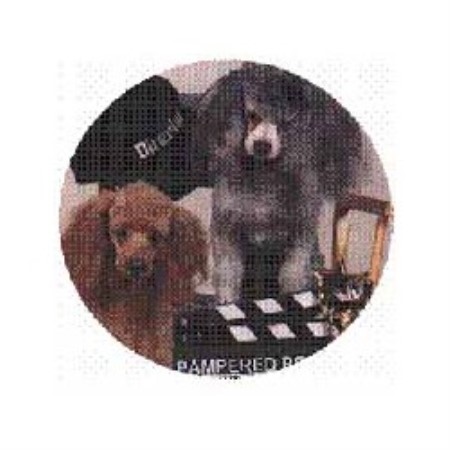 Small and friendly dog walking service in Fort Myers, Florida
