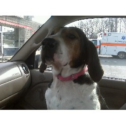 Dog walking in Pembroke, New Hampshire