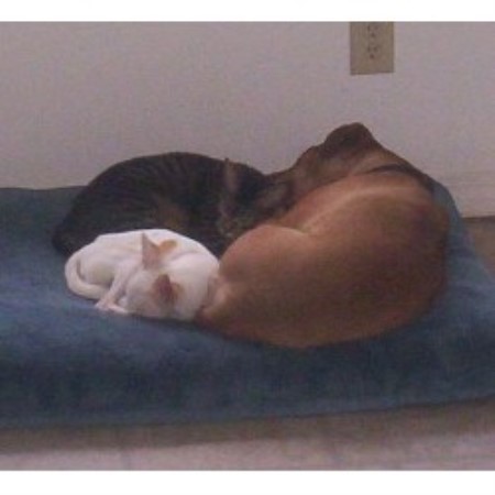 Dog sitter in Indian Trail, North Carolina