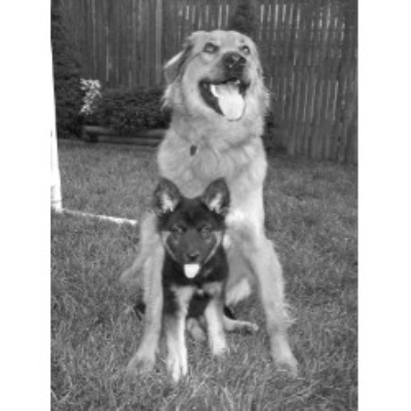 Canine Agility trainer in North Arlington, New Jersey