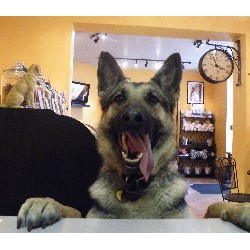 Mobile dog groomers - Franklin, Indiana