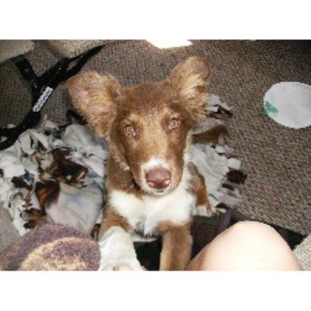Pet Waste Removal Star City, IN