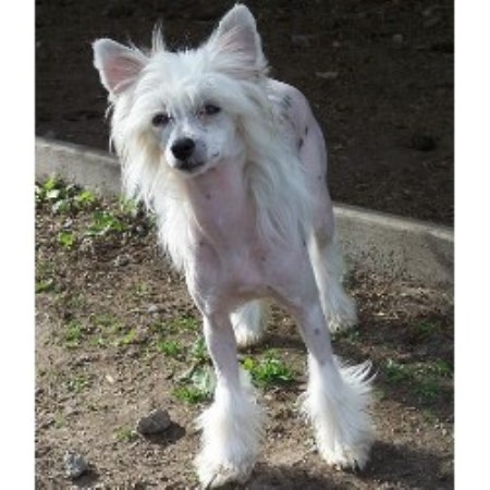 Pet Grooming in Griffith, Indiana
