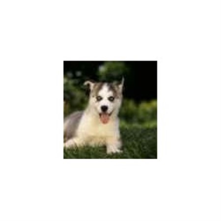 Small and friendly dog walking service in Carmichael, California