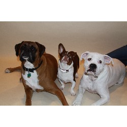 Dog Trainer in Bristol, Connecticut